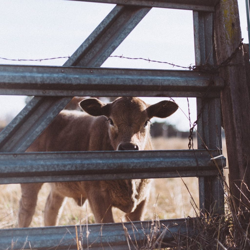 brown cow near gray steel fence